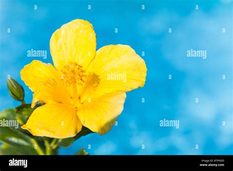 Yellow Hibiscus Flower Plant High Resolution Stock Photography And