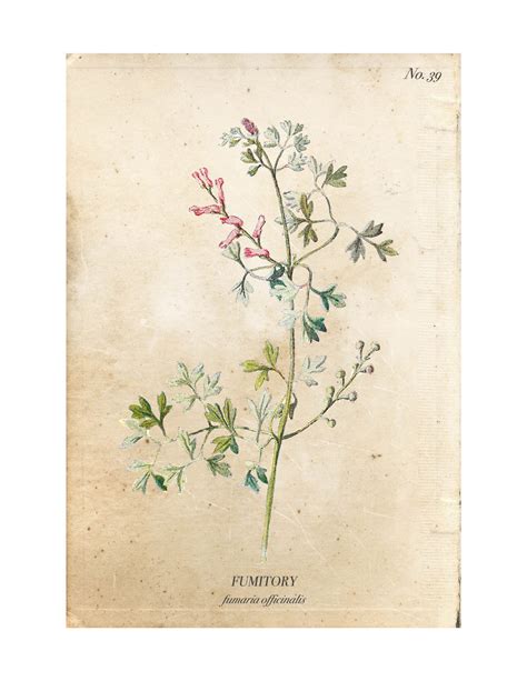 Vintage Wild Flower Botanical Prints Nick Alicia