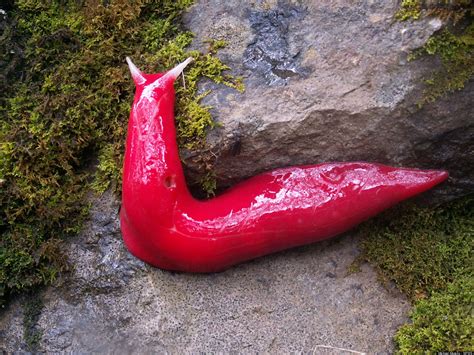 For example, if sally receives a text message that we read, it may be set off with the slug on her phone screen before the message content, and the slug back. Giant Pink Slugs Found Living On 'Magical' Mountain In ...