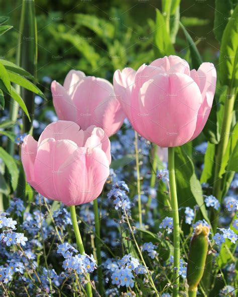 Pink Tulips And Forget Me Not High Quality Stock Photos ~ Creative Market