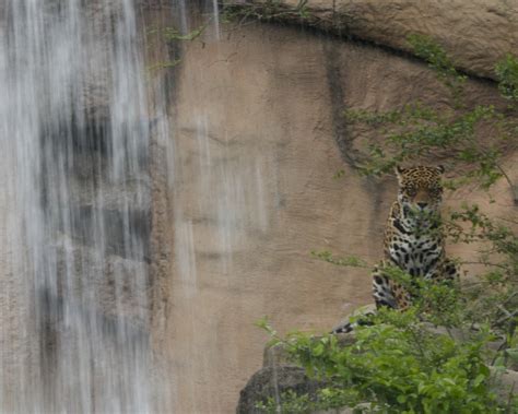 Leopard Enjoying Waterfall Ok So Well If You Actually Vie Flickr