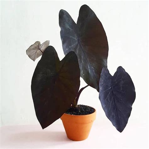 They prefer a rich, moist planting area in partial shade and. Colocasia esculenta Black magic in 2020 | Plants, Unusual ...