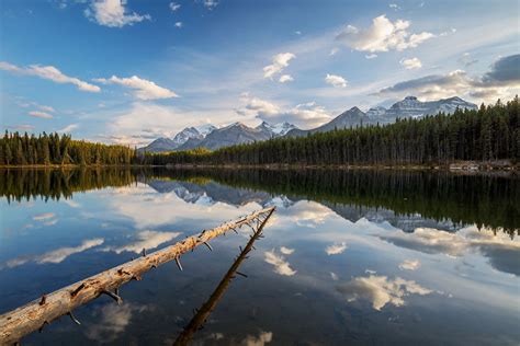 Herbert Lake Day 6 Banff Canadian Rockies Photo Tour Forest And