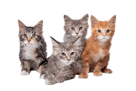 Maine Coon Kittens Hairy Group Hair Animal Png Transparent Image And