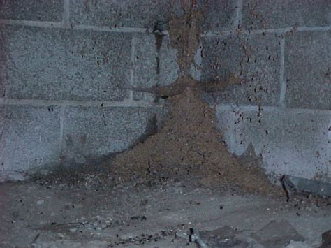 Signs Of Termite Infestation Termite Infestation Pictures