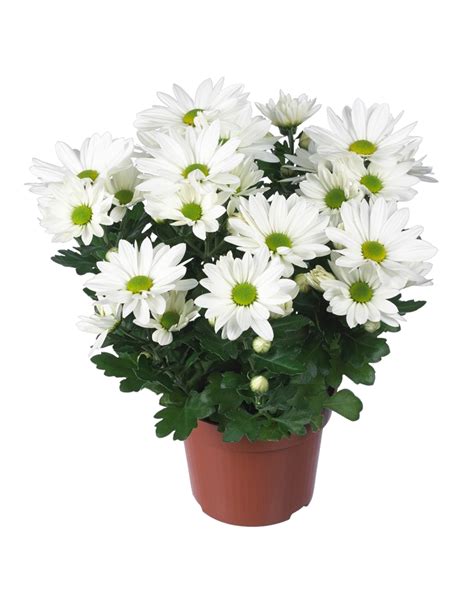 Chrysanthemum Indicum Breeze Purity Pot Mum Garden Center Marketing