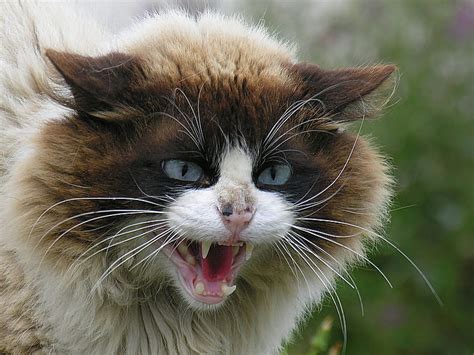 Im Pissed Off Cat Angry Animal Hd Wallpaper Peakpx