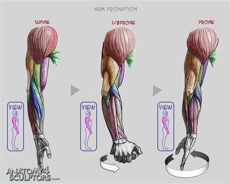 Pin By Lina B On Tutorial Arm Anatomy Anatomy Reference Anatomy