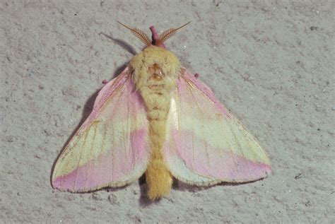 Dryocampa Rubicunda The Rosy Maple Moth