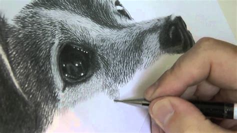 Drawing Fur My Way Hd 720p With Images Dog Drawing Digital Art