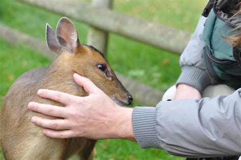 7 Cuddly and Affectionate Exotic Pets | PetHelpful