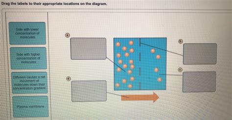 Drag The Labels To Their Appropriate Locations In This Diagram