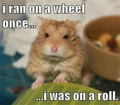 Pin By Maxine Eidem On Quotes Funny Hamsters Funny Animals Cute