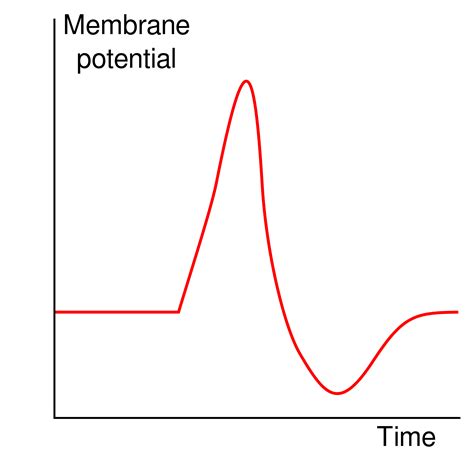 Solved: On The Action Potential Graph Below, Draw The Four... | Chegg.com