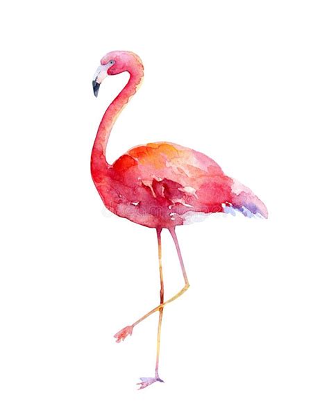 Watercolor Pink Flamingo On White Background Stock Illustration