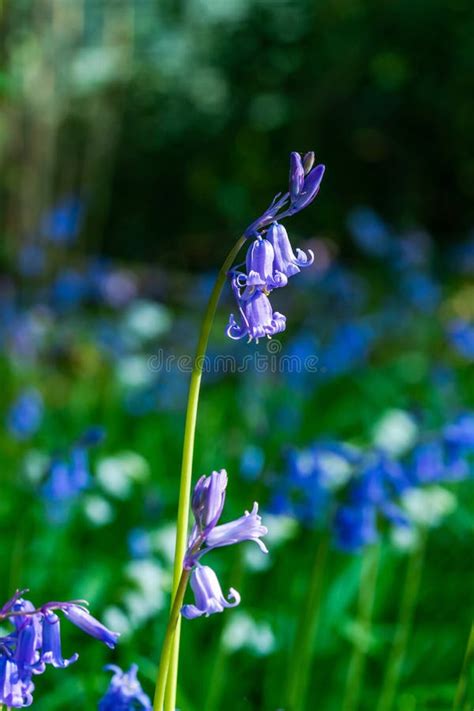 Bluebells Flower In Spring Forest Stock Image Image Of Blooming