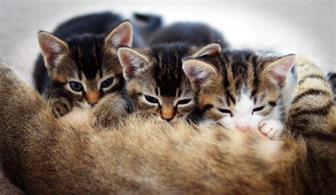 Three Tabby Kittens Hd Wallpaper Wallpaper Flare