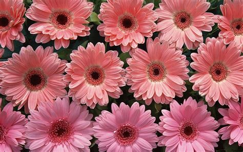 Pink Gerberas Flower Gerbera Pink Daisy Hd Wallpaper Peakpx
