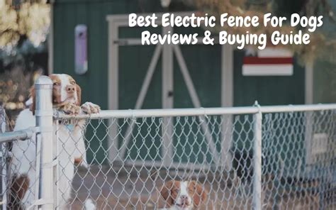 Best Electric Fences For Dogs Reviews And Buying Guide