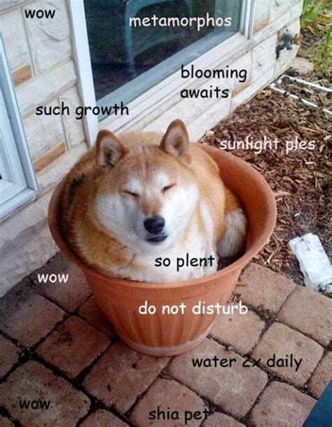 Doge (often /ˈdoʊdʒ/ dohj, /ˈdoʊɡ/ dohg, /ˈdoʊʒ/ dohzh) is an internet meme that became popular in 2013. Doge Meme: The Best of Doge