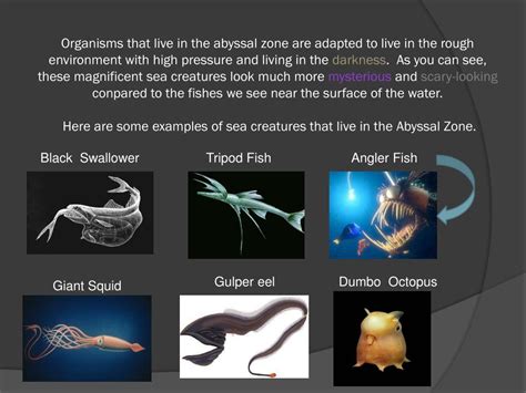 Ppt The Abyssal Zone Powerpoint Presentation Free Download Id2131216