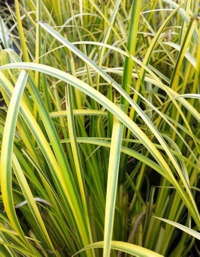 Acorus Gramineus Ogon Also Known As Golden Variegated Sweet Flag Is