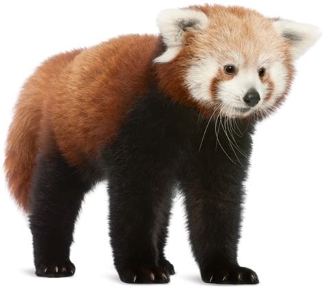 Cute Red Panda Stroke Transparent Png Svg Vector Riset 65664 The Best