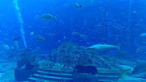 Sanya Atlantis Aquarium Views 2 Youtube