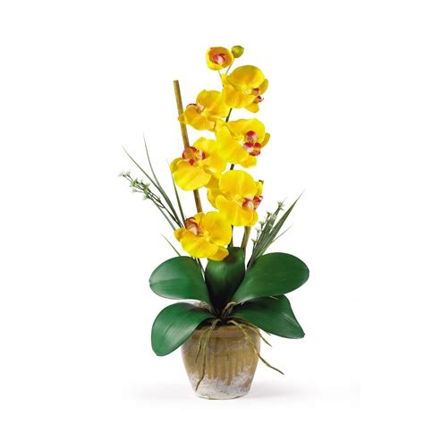 Single Yellow Orchid Plant Online T And Flowers
