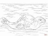Seal Coloring Leopard Pages Printable Drawing Color Sea Seals Skip Main Animals Zealand Categories sketch template