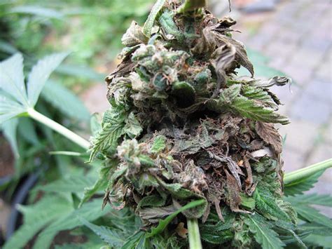 Nipping Bud Rot In The Bud Cannabis Dehumidifiers Quest Climate