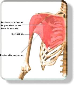 It describes the theatre of events. Muscular System - Chest Muscles & Pec Muscles