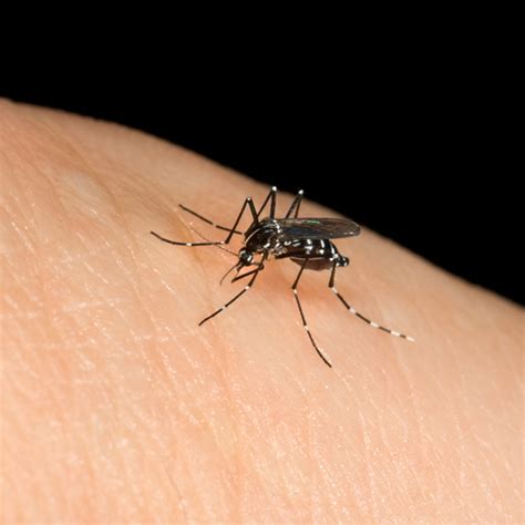 Ouch The Asian Tiger Mosquito Takes A Bite Out Of Massachusetts