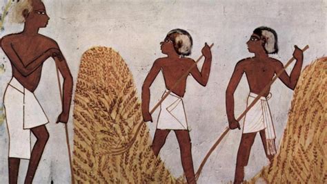 Los Egipcios Ya Modificaban Genéticamente El Trigo Hace 3 000 Años