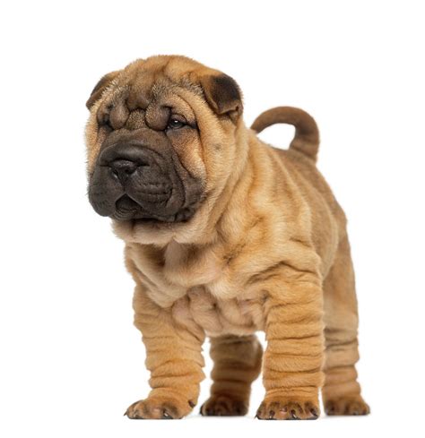 Shar Pei Puppy By Life On White