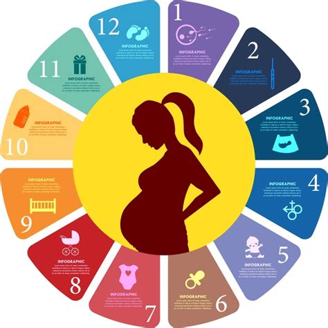 Pregnancy Concept Design With Colored Infographic Style Free Vector In Adobe Illustrator Ai