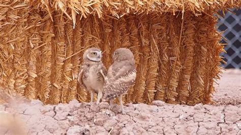 Young Burrowing Owls Play Just Like Kittens With Feathers Super