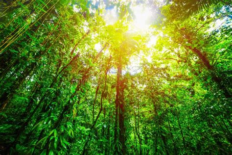 Tall Green Trees Under The Sun In Basse Terre Jungle Stock Photo