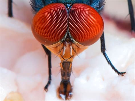 Insects Mouth Parts Lets Talk Science