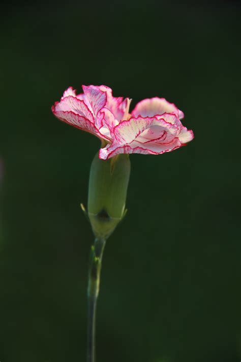 Pink And White Carnation Flower In Close Up Photography Free Image Peakpx