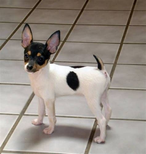 Full Grown Toy Fox Terrier Chihuahua Mix Pets Lovers