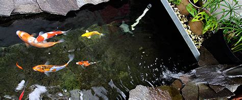 Sayangnya, lumut di kolam bisa merusak keindahan apabila jumlahnya terlalu banyak. Struktur Kolam Ikan Koi / Jatibeningkoi Bekasi Koi ...