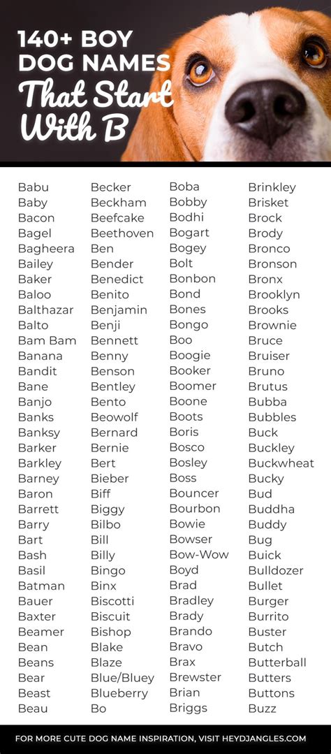 140 Brilliant Boy Dog Names That Start With B Hey Djangles