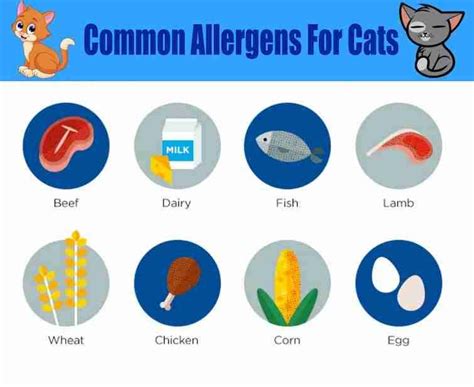 How To Spot Food Allergy In Your Cat Fully Explained Ihomepet