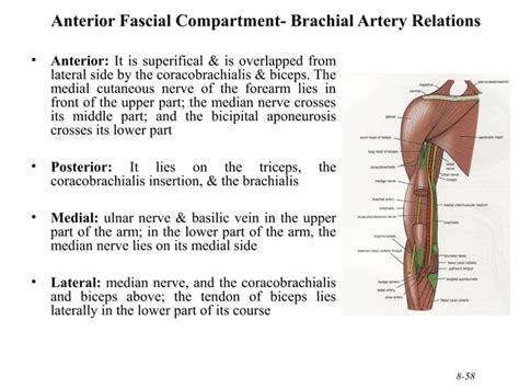 210 Upper Limb Rs Updated