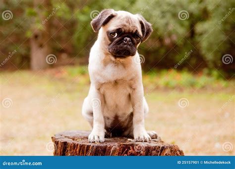Sad Pug Puppy Stock Image Image Of Brown Doggy Adorable 25157901