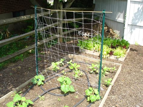 There are tons of different cucumber trellises that you could build for your garden. Presidential Living: Cucumber Trellis