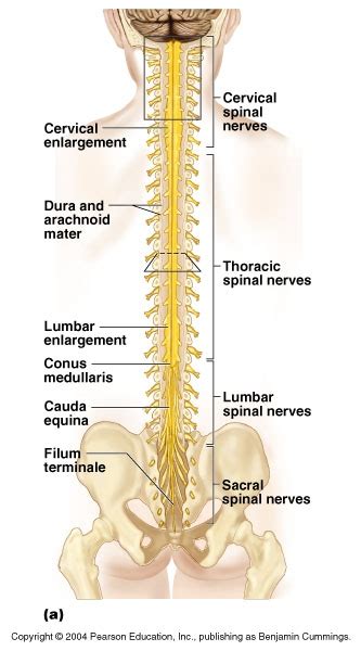 Ch 12 Gross Anatomy Of The Spinal Cord