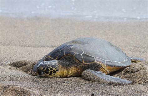 Sea Turtle Kaloko Honokohau Nhp Aimakapa Pond Kailua K Flickr