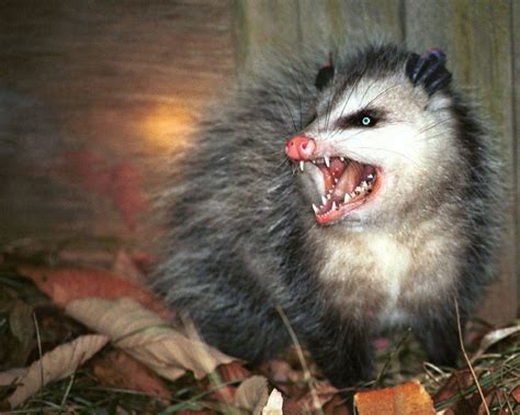 Everything Whats Wrong Of Possums Its All Of Them The Toast